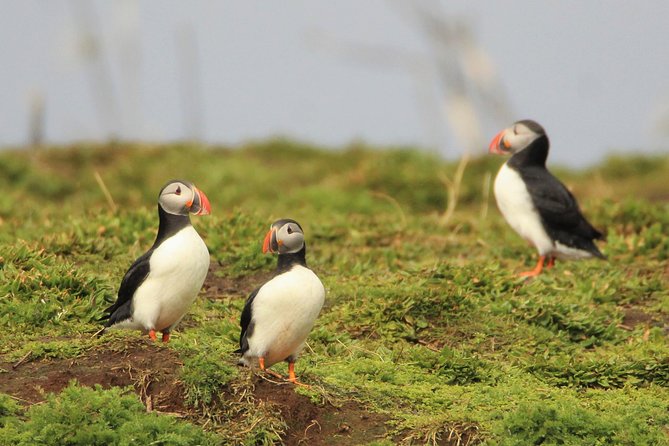 Premium Small-Group Puffin & Bird Watching tour from Reykjavík - Why this short Reykjavík boat trip works
