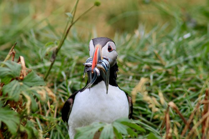 Premium Small-Group Puffin & Bird Watching tour from Reykjavík - Akurey and the nesting islands