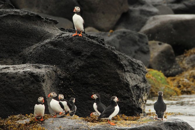 Premium Small-Group Puffin & Bird Watching tour from Reykjavík - Is $105.22 a fair price?