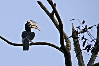 Private 3-Day Dandeli Birding Tour from Hubli