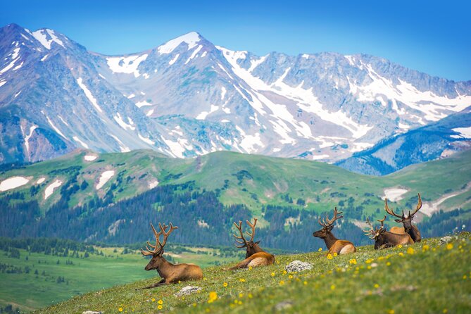 Private Birding Hike in Rocky Mountain National Park - Key points to know before booking