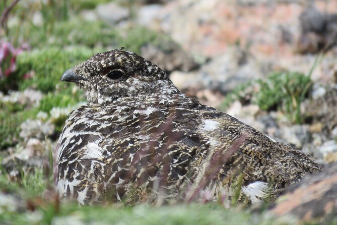Private Birding Hike in Rocky Mountain National Park - The hike, picnic lunch, and pace of the day
