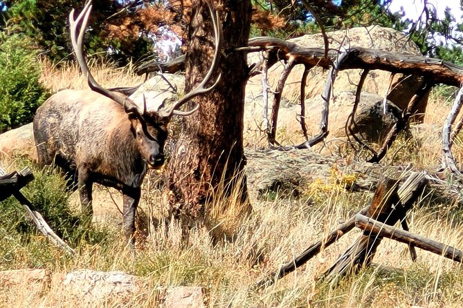 Private Birding Hike in Rocky Mountain National Park - Who should book this experience?
