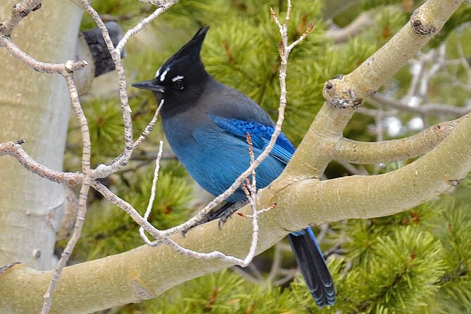 Private Birding Hike in Rocky Mountain National Park - Booking details and cancellation terms