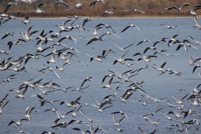 Private Birding Tour in Albania - Vjosa River, salt marshes, and the search for rollers