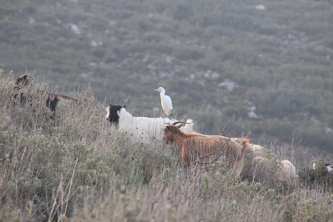 Private Birding Tour in Albania - Divjaka-Karavasta and Dalmatian Pelicans