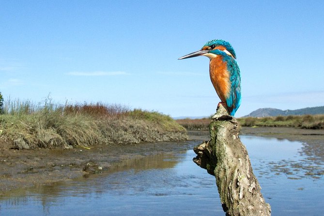 Private Birdwatching from Porto - Key points to know before booking