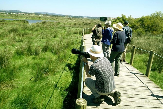 Private Birdwatching from Porto - Coastal birdwatching near Esposende