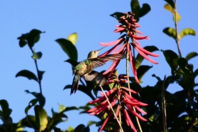 Private Birdwatching Tour in Sian Ka’an Muyil
