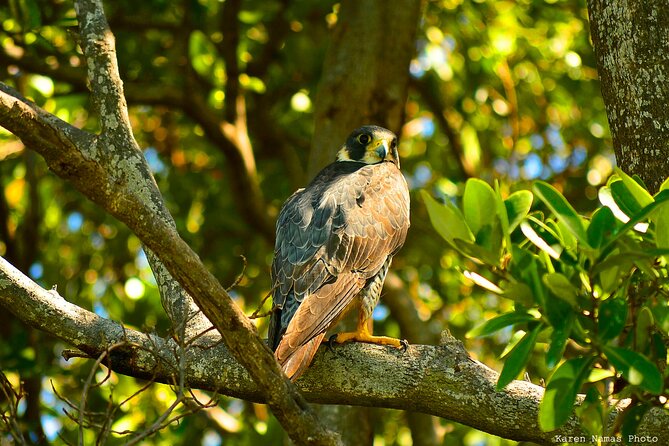 Private Birdwatching Tour in Sian Ka'an Muyil - What the private format is worth