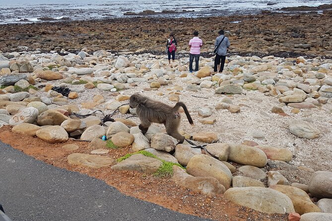 Private Cape of Good Hope and Penguins Full-Day (Sightseeing Guided) - Cape Point Nature Reserve and the Cape of Good Hope