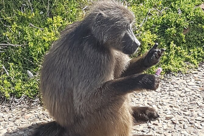 Private Cape of Good Hope and Penguins Full-Day (Sightseeing Guided) - Boulders Beach and the African penguins