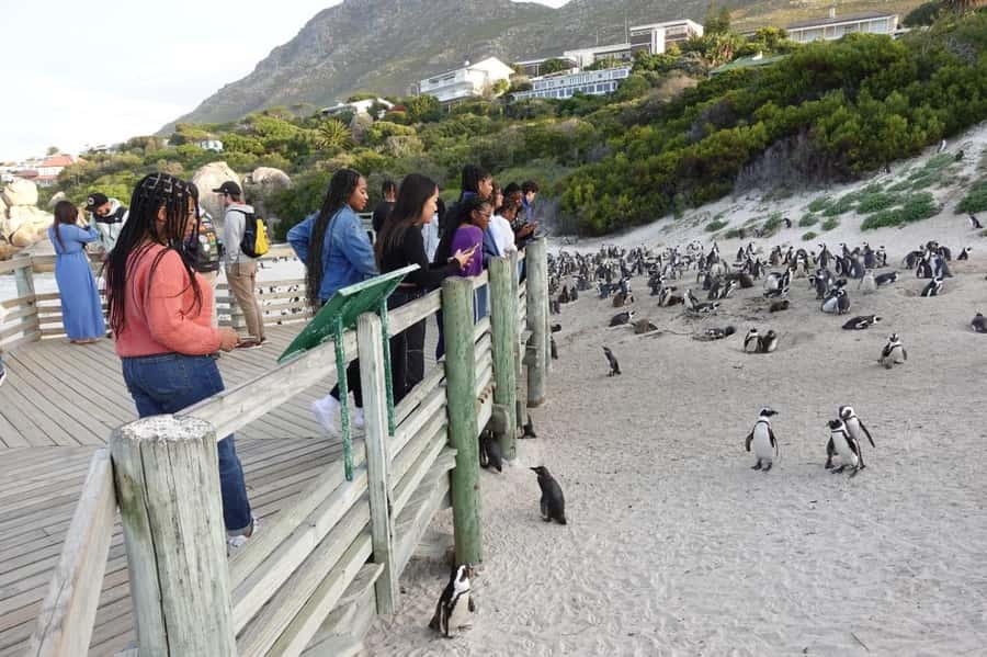 Private Cape of Good Hope and Penguins Full-Day Tour - The day in four useful points