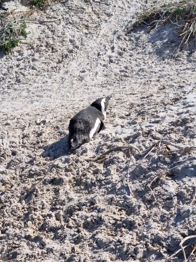 Private Cape of Good Hope and Penguins Full-Day Tour - Why this private Cape Peninsula tour works