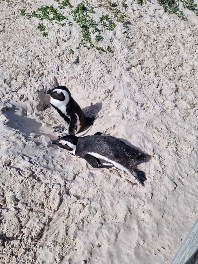 Private Cape of Good Hope and Penguins Full-Day Tour - Camps Bay and the Twelve Apostles