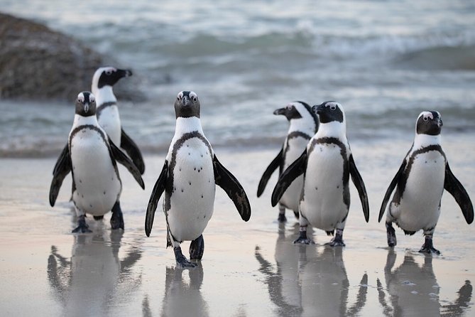 Private Cape of Good Hope and Penguins Tour with Luxury Mercedes or BMW Vehicle - The return through False Bay and Muizenberg