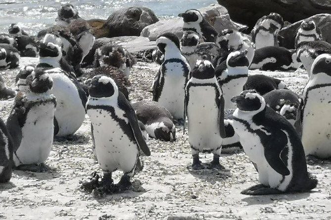 Private Cape of Good Hope Cape Point Penguin Kirstenbosch Tour. - Walking from the Cape of Good Hope to Cape Point