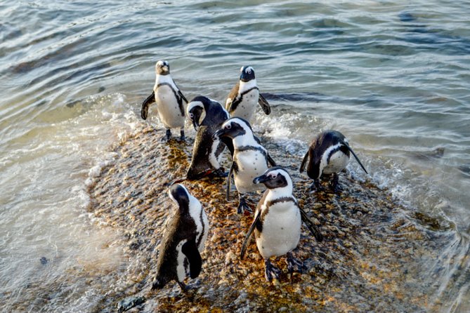 Private Cape of Good Hope Sightseeing and African Penguin Tour - Bo-Kaap and the Atlantic suburbs