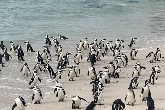 Private Cape Peninsula Tour, With Close Range Penguin Encounter From Cape Town. - A private Cape Peninsula day from Cape Town