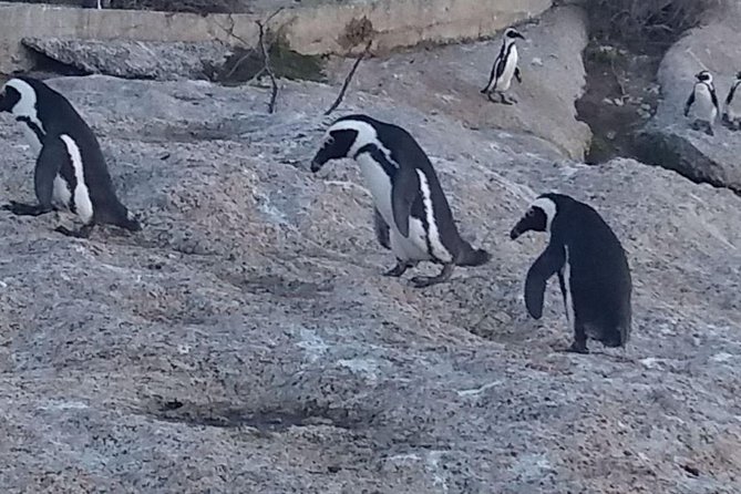 Private Cape Point Penguins Tour-Exploring the Cape Peninsula F/D - Hout Bay adds shopping and an optional boat ride