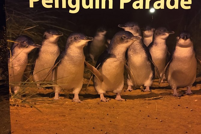 Private custom Penguin Tour with Premium Penguin Tickets - Key points before you book