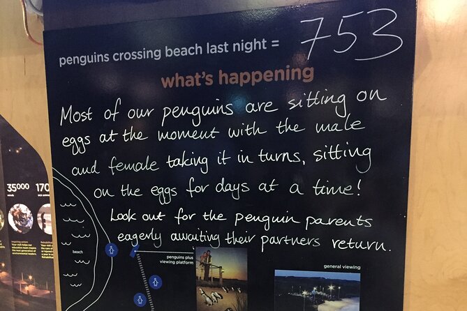Private custom Penguin Tour with Premium Penguin Tickets - What the guide adds to the day