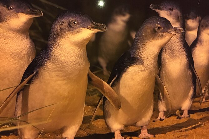 Private custom Penguin Tour with Premium Penguin Tickets - Food, weather, and what to bring