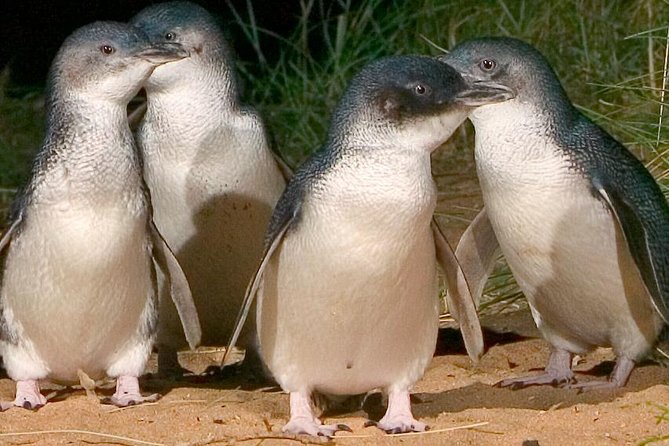 Private custom Tour of Phillip Island With Penguin Parade - Key points to know before booking