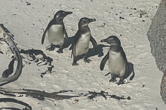 Private/Customised Cape Peninsula and Penguin Colony Tour - What the $143.68 price really buys you