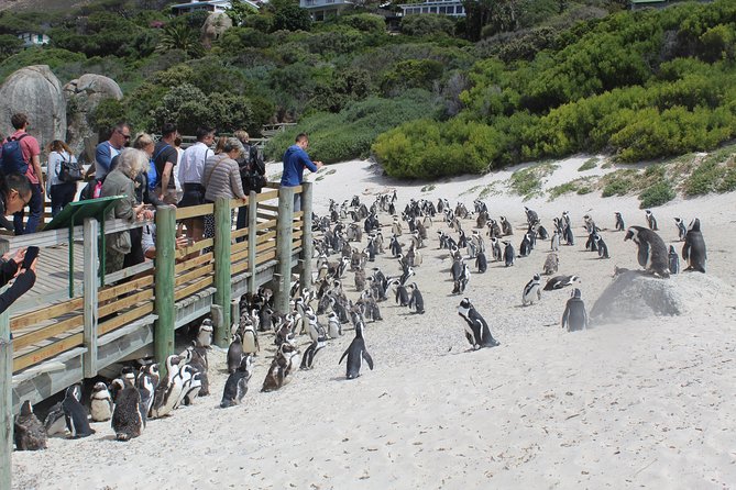 Private Day Tour to Cape of Good Hope Penguins Inc Entry Tickets from Cape Town - Cape of Good Hope: the rocky southwest tip