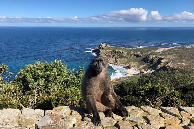 Private Day Tour to Cape Point , Penguins, Wine or Beer Tasting - Boulders Beach and its African penguins