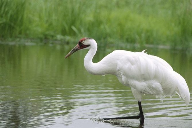 Private Day-Trip to Bharatpur Bird Sanctuary from Agra - Why Bharatpur Makes a Good Change from Agra