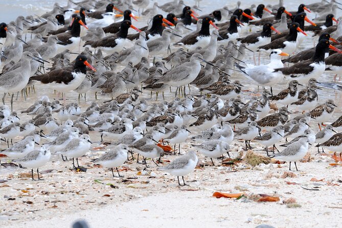 Private Everglades 10,000 Islands Photo and Birding Boat Safari - Wildlife, birds, and the chance of a special sighting