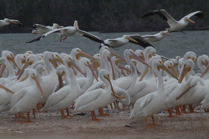 Private Everglades 10,000 Islands Photo and Birding Boat Safari - A guide who adds more than directions