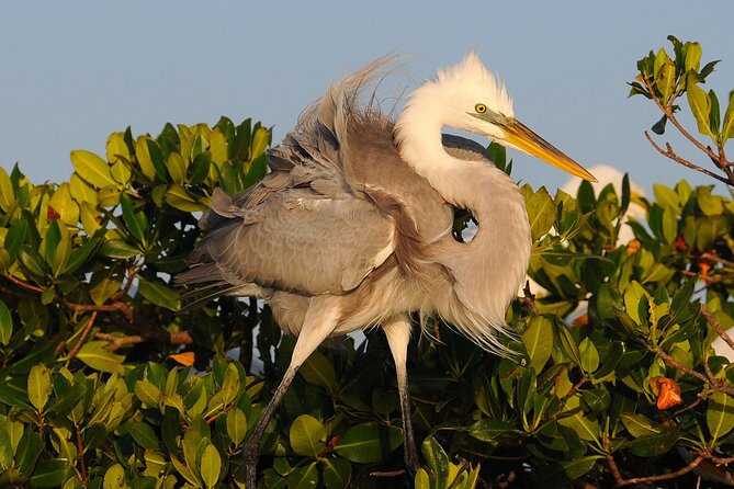 Private Everglades 10,000 Islands Photo and Birding Boat Safari - Price, park fees, and overall value