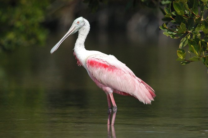 Private Everglades 10,000 Islands Photo and Birding Boat Safari - The pre-sunrise morning option