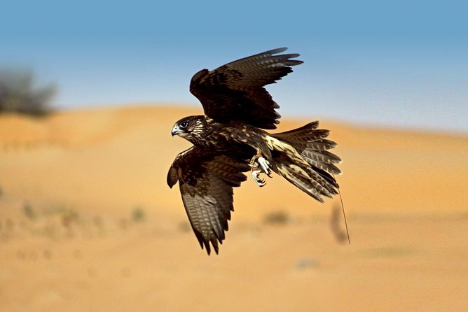 Private Falconry Experience and Nature Desert Safari in Dubai - The 5:30 to 6:30 a.m. Pickup