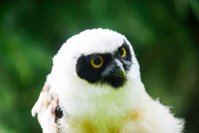 Private Family Bird of Prey Experience in Carlisle - The birds you can expect to meet