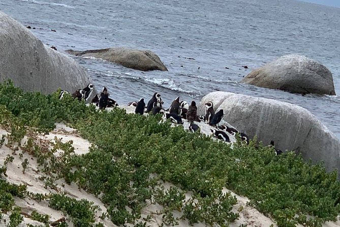 Private Full Day Tour To Cape Point, Penguins With Table Mountain. - Key points to know before booking