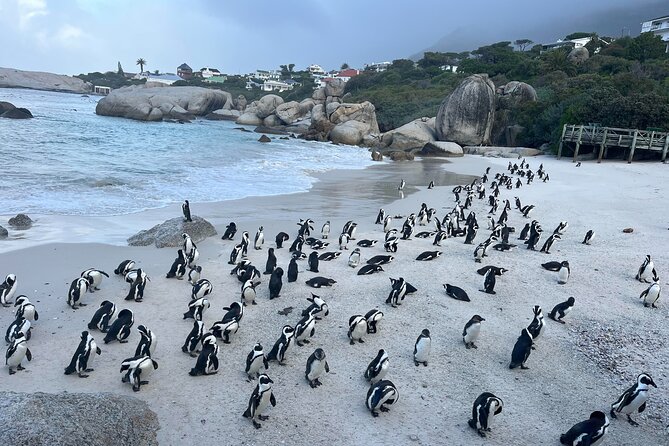 Private Guided Tour to Cape of Good Hope and Penguins Colony - Key points to know before booking