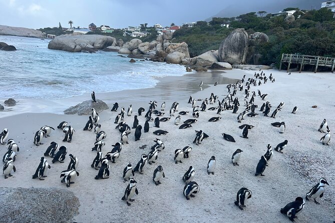 Private Guided Tour to Table Mountain and Cape Point with Penguin - Chapman’s Peak Drive is a moving viewpoint