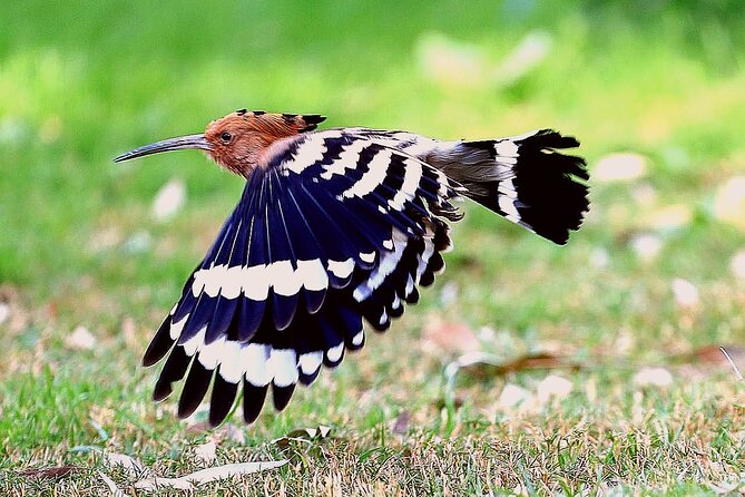 Private Half-Day Bird Watching Tour in Aswan - Birdlife around Lord Kitchener’s Island
