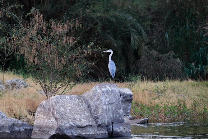 Private Half-Day Bird Watching Tour in Aswan - A closer look at the three-hour itinerary