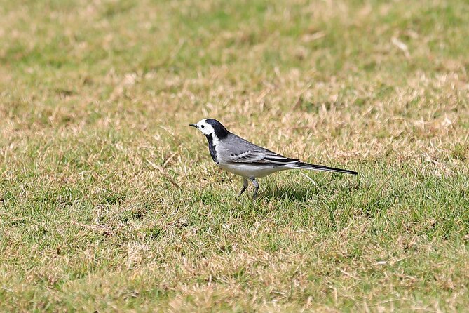 Private Half-Day Bird Watching Tour in Aswan - How much value do you get for $70?