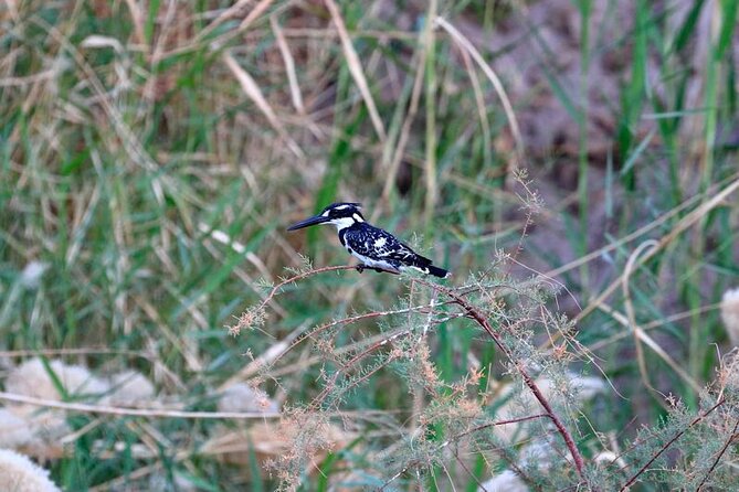 Private Half-Day Bird Watching Tour in Aswan - Who should book this experience?