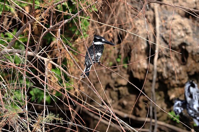 Private Half-Day Bird Watching Tour in Aswan - Tips for getting more from the boat