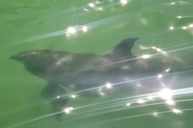 Private Island Paradise: Dolphin, Shelling, Birding Eco Boat Tour - Shelling on a quiet island