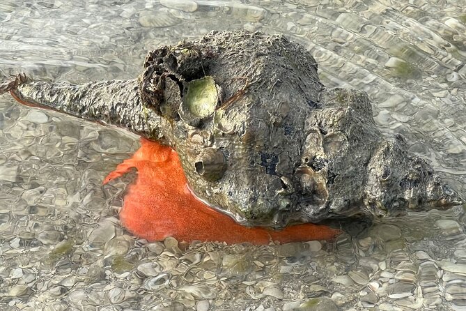Private Island Paradise: Dolphin, Shelling, Birding Eco Boat Tour - What to bring for a better outing