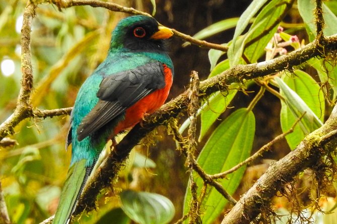PRIVATE Mindo Cloud Forest tour - Chocolate, zip lines, and choosing your extras
