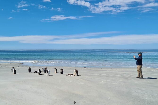 Private Penguin Paradise Tour: Penguins, Scenery & Stanley - Why this Falklands penguin tour is worth considering